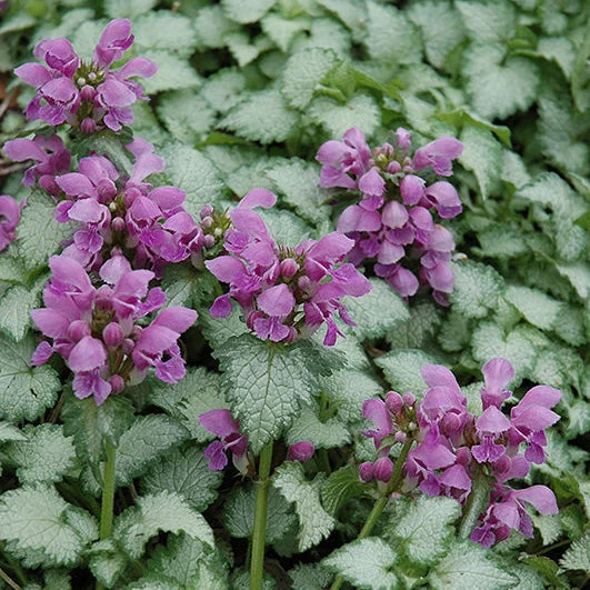 alsipnursery23476447