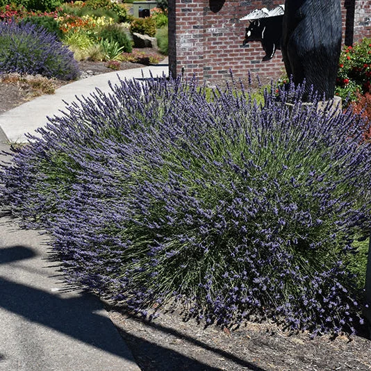alsipnursery23476451