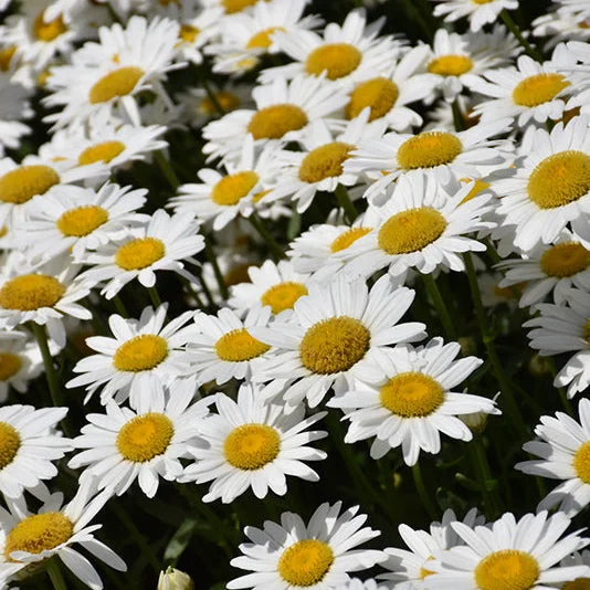 alsipnursery23476464