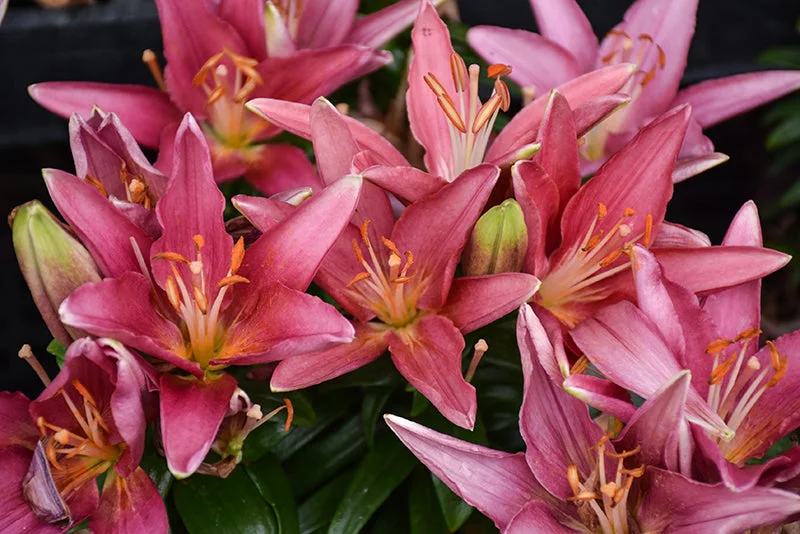 alsipnursery23476536
