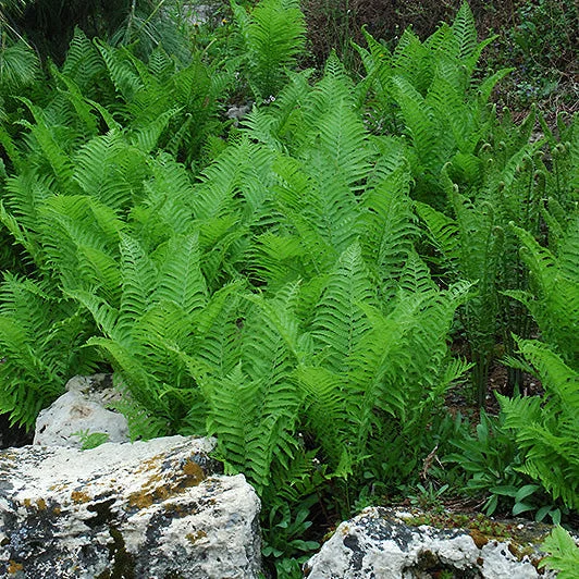 alsipnursery23476575