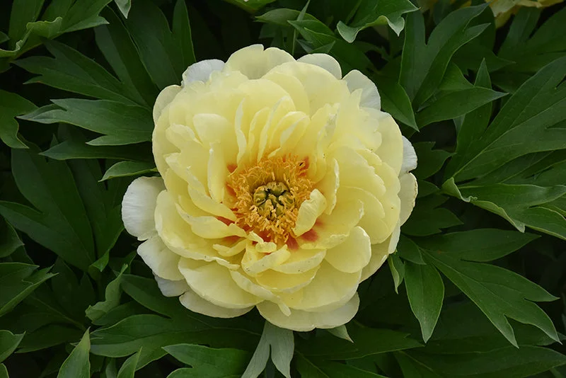 alsipnursery23476633