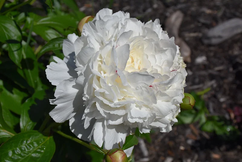 alsipnursery23476641
