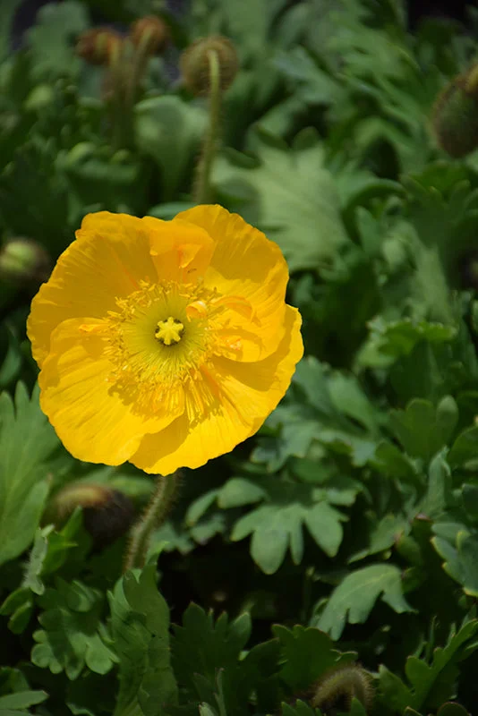 alsipnursery23476662