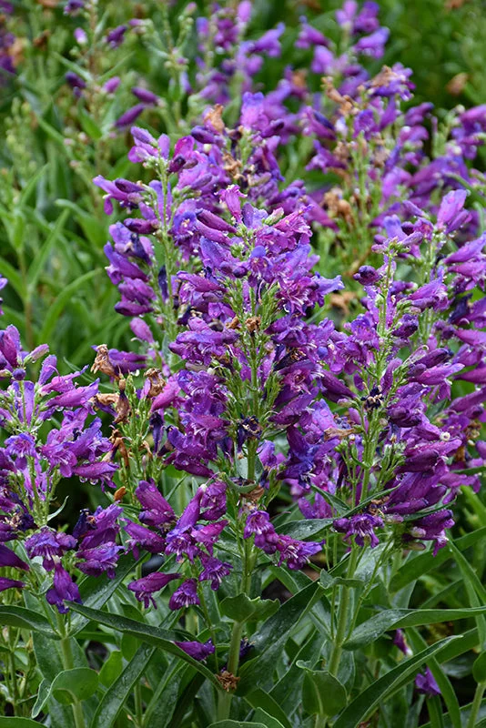 alsipnursery23476696