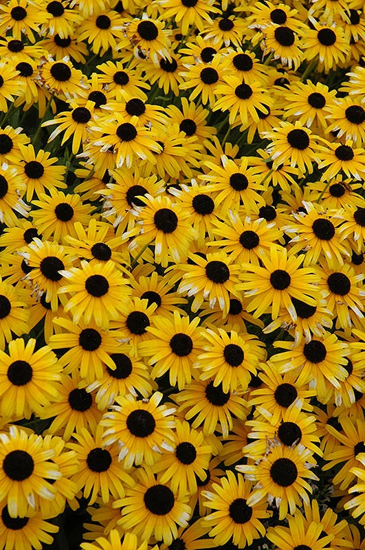 alsipnursery23476969