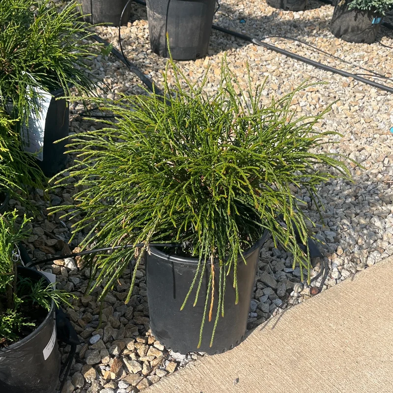 alsipnursery23483388