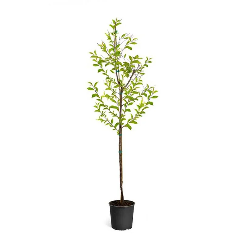 atwoods-3386358