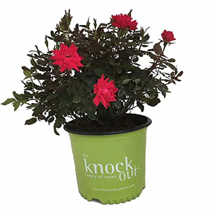 atwoods-3386392