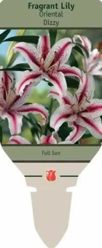 countrymax-3441728