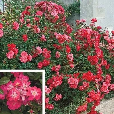 countrymax-3466231