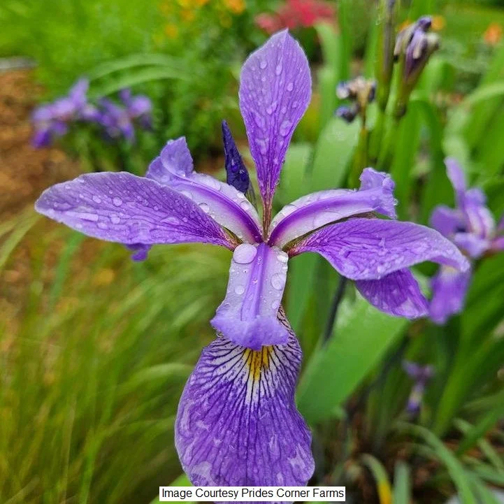 ellingtonagway3407123