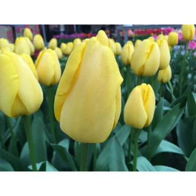 esbenshades-3430165