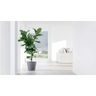 esbenshades-3437525