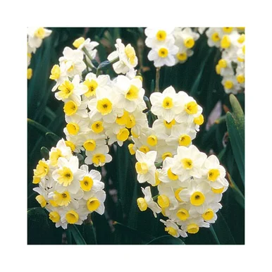 esbenshades-3444786