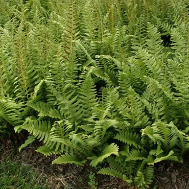 esbenshades-3465104