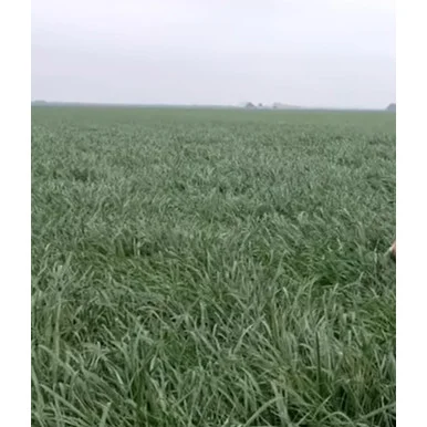 palmerfeed-3427244