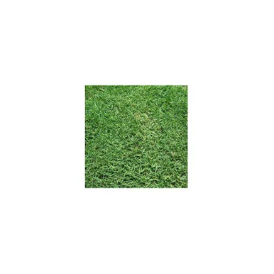 palmerfeed-3433734