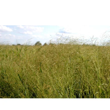 palmerfeed-3437478