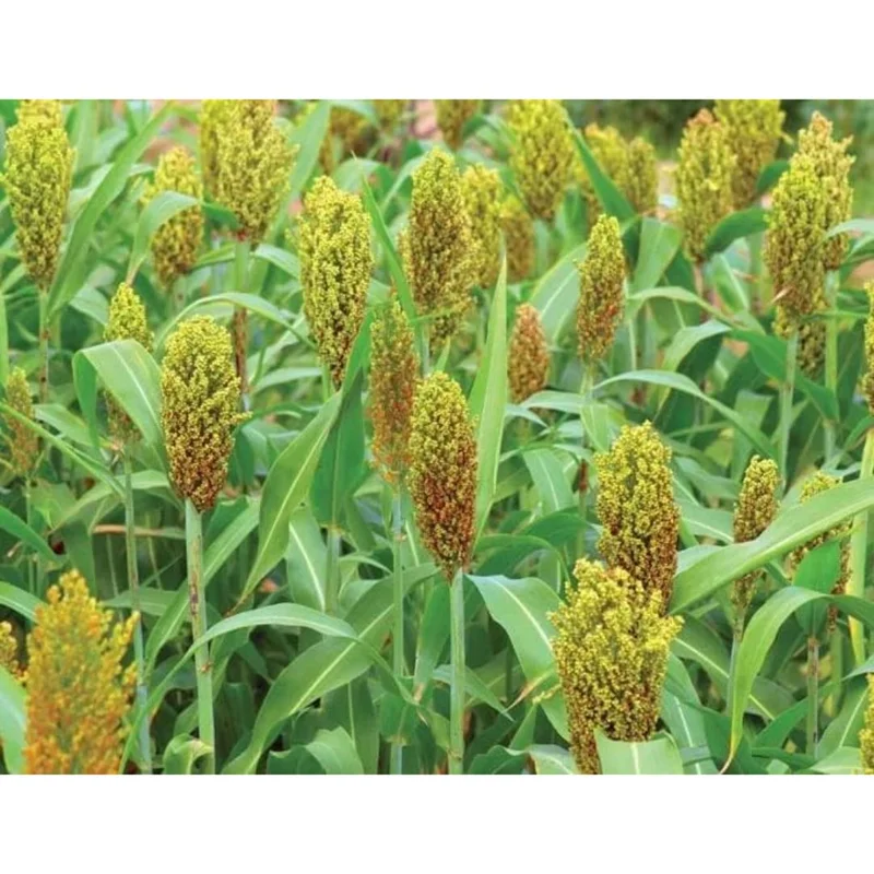 standishmilling3399342
